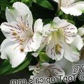 Photo Peruvian Lily Herbaceous Plant description, characteristics and growing
