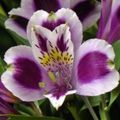 lilla Indendørs Blomster Peruvianske Lilje urteagtige plante, Alstroemeria Foto, dyrkning og beskrivelse, egenskaber og voksende
