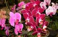 Foto Phalaenopsis Grasig Beschreibung, Merkmale und wächst