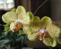 Foto Phalaenopsis Grasig Beschreibung, Merkmale und wächst