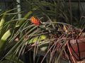 Photo Pinecone Bromeliad Herbaceous Plant description, characteristics and growing