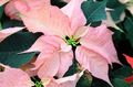 roze Huis Bloemen Poinsettia kruidachtige plant, Poinsettia pulcherrima foto, teelt en beschrijving, karakteristieken en groeiend