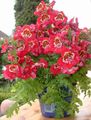 rouge des fleurs en pot Pauvre Orchidée Mans herbeux, Schizanthus Photo, la culture du sol et la description, les caractéristiques et un cultivation