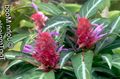 jorgovana Sobne cvijeće Porphyrocoma zeljasta biljka Foto, uzgajanje i opis, karakteristike i uzgoj