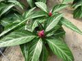 Photo Porphyrocoma Herbaceous Plant description, characteristics and growing