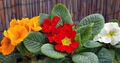 kırmızı Kapalı çiçek Primula, Auricula otsu bir bitkidir fotoğraf, yetiştirme ve tanım, özellikleri ve büyüyen