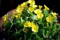 Photo Primula, Auricula Herbaceous Plant description, characteristics and growing