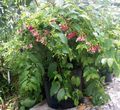 червоний Кімнатні Квіти Квіскваліс ліана, Quisqualis Фото, вирощування і опис, характеристика і зростаючий