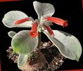 Photo Rechsteineria Herbaceous Plant description, characteristics and growing
