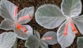 rouge des fleurs en pot Rechsteineria herbeux Photo, la culture du sol et la description, les caractéristiques et un cultivation