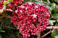 Photo Red Leea, West Indian Holly, Hawaiian Holly Shrub description, characteristics and growing