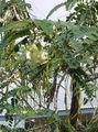 hvit Innendørs Blomster Red Rattlebox busk, Sesbania Bilde, dyrking og beskrivelse, kjennetegn og voksende