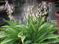 Photo Renga Lily, Rock-lily Herbaceous Plant description, characteristics and growing