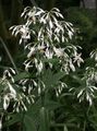 hvid Indendørs Blomster Renga Lilje, Rock Lilje urteagtige plante, Arthropodium Foto, dyrkning og beskrivelse, egenskaber og voksende