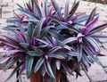 púrpura Flores de salón Rhoeo Tradescantia herbáceas Foto, cultivo y descripción, características y cultivación