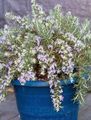 helesinine Sise Lilled Rosmariiniga põõsas, Rosmarinus Foto, kultiveerimine ja kirjeldus, omadused ja kasvav