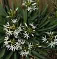 Photo Sea Daffodil, Sea Lily, Sand Lily Herbaceous Plant description, characteristics and growing