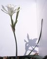 wit Huis Bloemen Zee Narcis, Lelie Zee, Zand Lelie kruidachtige plant, Pancratium foto, teelt en beschrijving, karakteristieken en groeiend