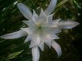 fehér Beltéri Virágok Tengeri Nárcisz, Tengeri Liliom, Homok Liliom lágyszárú növény, Pancratium fénykép, termesztés és leírás, jellemzők és növekvő