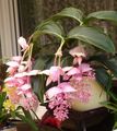 pink Indendørs Blomster Prangende Melastome busk, Medinilla Foto, dyrkning og beskrivelse, egenskaber og voksende