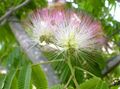 roze Huis Bloemen Silk Boom, Albizia julibrissin foto, teelt en beschrijving, karakteristieken en groeiend