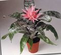Photo Silver Vase, Urn Plant, Queen of the Bromeliads  description, characteristics and growing