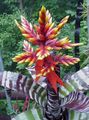 Photo Silver Vase, Urn Plant, Queen of the Bromeliads  description, characteristics and growing