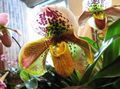 amarillo Flores de salón Zapatillas De Venus herbáceas, Paphiopedilum Foto, cultivo y descripción, características y cultivación