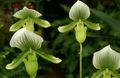 yeşil Kapalı çiçek Terlik Orkide otsu bir bitkidir, Paphiopedilum fotoğraf, yetiştirme ve tanım, özellikleri ve büyüyen