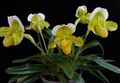 geltonas Vidinis gėlės Šlepetė Orchidėjų žolinis augalas, Paphiopedilum Nuotrauka, auginimas ir aprašymas, charakteristikos ir augantis