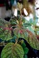 Photo Smithiantha Herbaceous Plant description, characteristics and growing