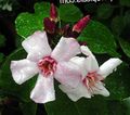 粉红色 楼花 Strophanthus 藤本植物 照, 养殖 和 描述, 特点 和 成长