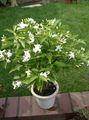 white Indoor Flowers Tabernaemontana, Banana Bush shrub Photo, cultivation and description, characteristics and growing