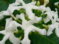 bela Sobne Cvetje Tabernaemontana, Banana Bush grmi fotografija, gojenje in opis, značilnosti in rast