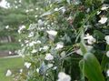 beyaz Kapalı çiçek Tahiti Gelinlik Duvak otsu bir bitkidir, Gibasis fotoğraf, yetiştirme ve tanım, özellikleri ve büyüyen