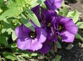 Photo Texas Bluebell, Lisianthus, Tulip Gentian Herbaceous Plant description, characteristics and growing
