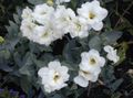 Foto Texas Bluebell, Lisianthus, Tulpe Enzian Grasig Beschreibung, Merkmale und wächst