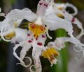 fehér Tigris Orchidea, Gyöngyvirág Orchidea lágyszárú növény, Odontoglossum fénykép, termesztés és leírás, jellemzők és növekvő