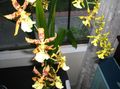 Foto Tiger Orchidee, Maiglöckchen Orchidee Grasig Beschreibung, Merkmale und wächst