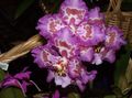 Foto Tiger Orchidee, Maiglöckchen Orchidee Grasig Beschreibung, Merkmale und wächst