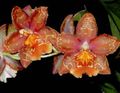 Photo Tiger Orchid, Lily of the Valley Orchid Herbaceous Plant description, characteristics and growing