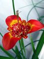 Foto Tigridia, Mexikanische Shell-Blume Grasig Beschreibung, Merkmale und wächst