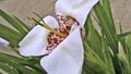 Foto Tigridia, Mexikanische Shell-Blume Grasig Beschreibung, Merkmale und wächst