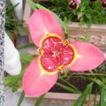 ვარდისფერი შიდა ყვავილები Tigridia, მექსიკელი Shell-Flower ბალახოვანი მცენარე სურათი, გაშენების და აღწერა, მახასიათებლები და იზრდება