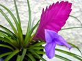 Photo Tillandsia Herbaceous Plant description, characteristics and growing