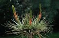 rojo Flores de salón Tillandsia herbáceas Foto, cultivo y descripción, características y cultivación