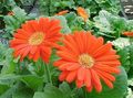 orange Topfblumen Transvaal Daisy grasig, Gerbera Foto, Anbau und Beschreibung, Merkmale und wächst