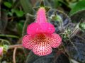 Photo Tree Gloxinia Herbaceous Plant description, characteristics and growing