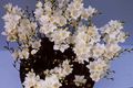 bela Sobne Cvetje Tritonia travnate fotografija, gojenje in opis, značilnosti in rast