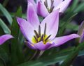 Photo Tulip Herbaceous Plant description, characteristics and growing